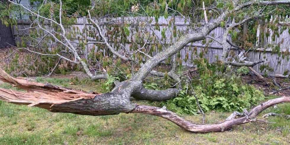 Will Broken Branches Kill a Tree? Answers From Tree Experts